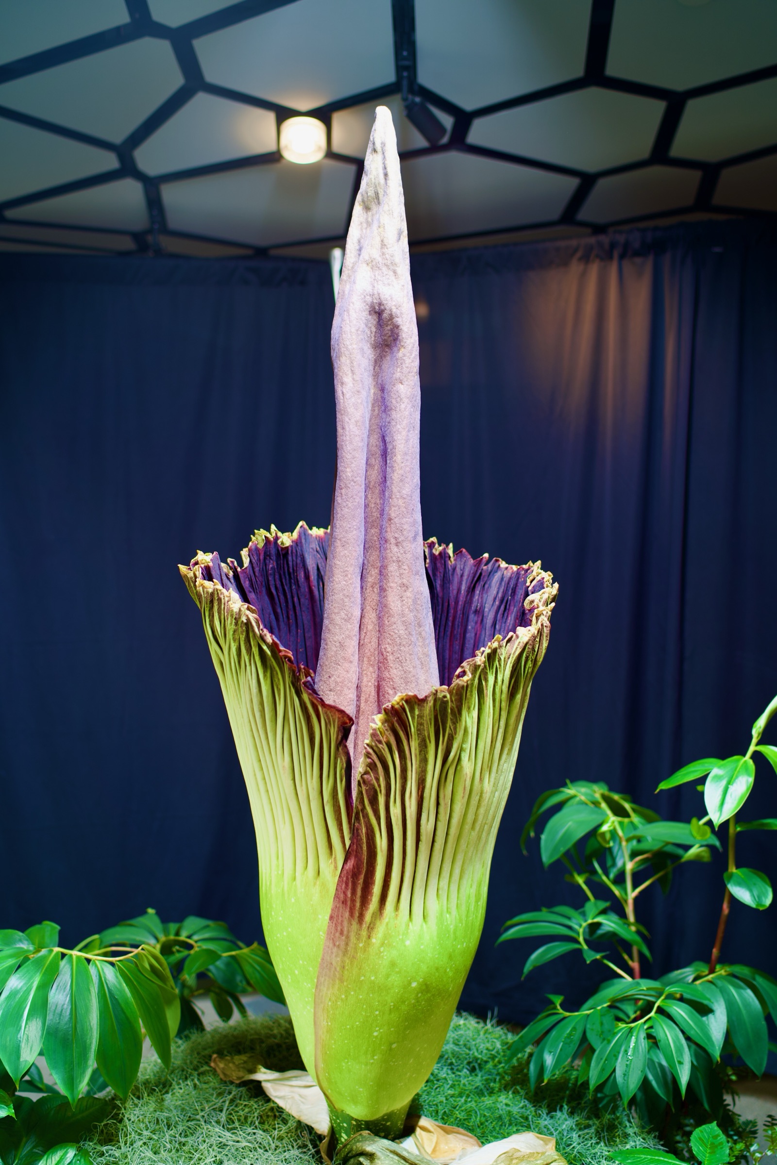 Corpse flower in pre-bloom state, full plant