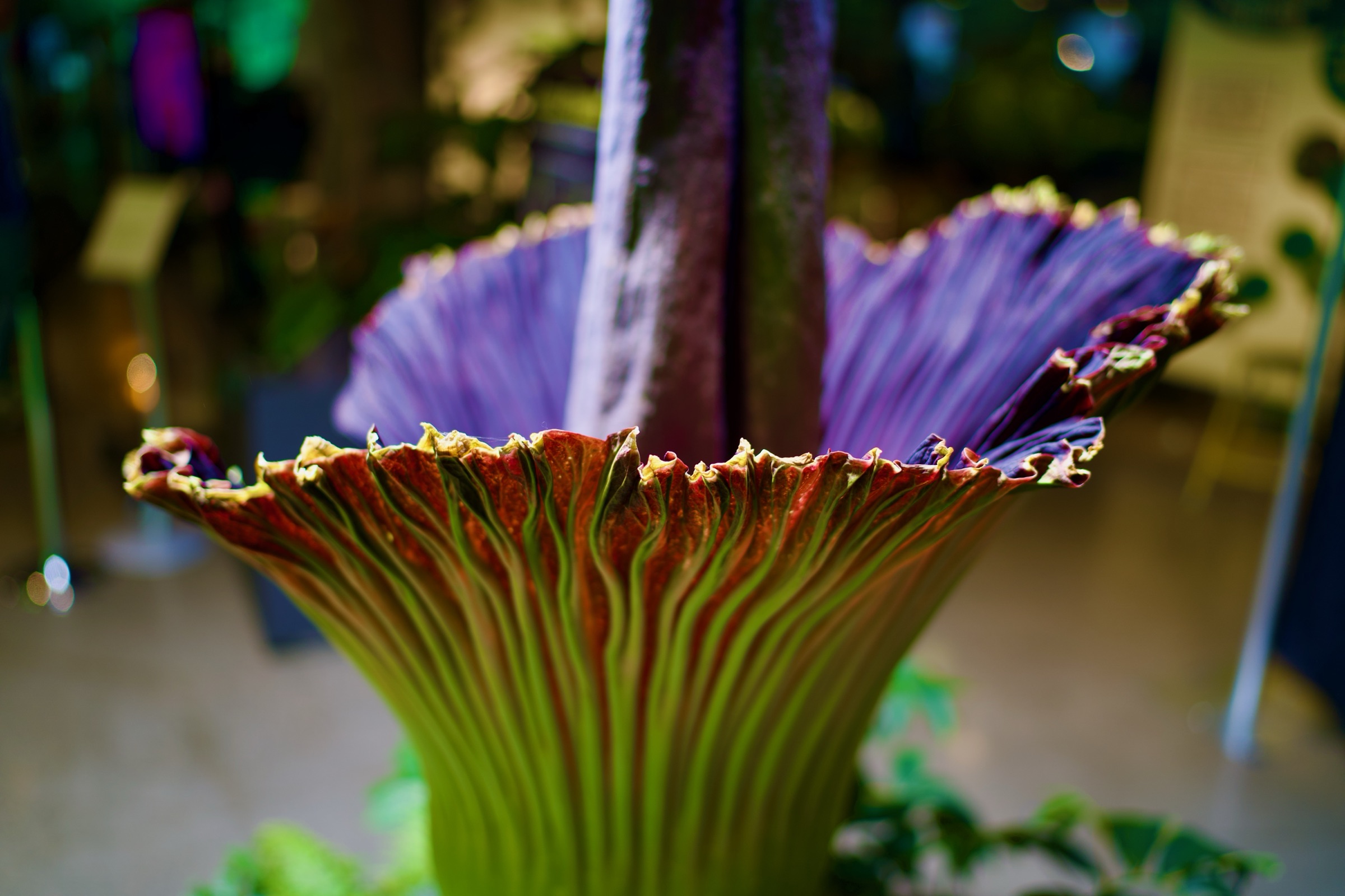 Corpse flower from below