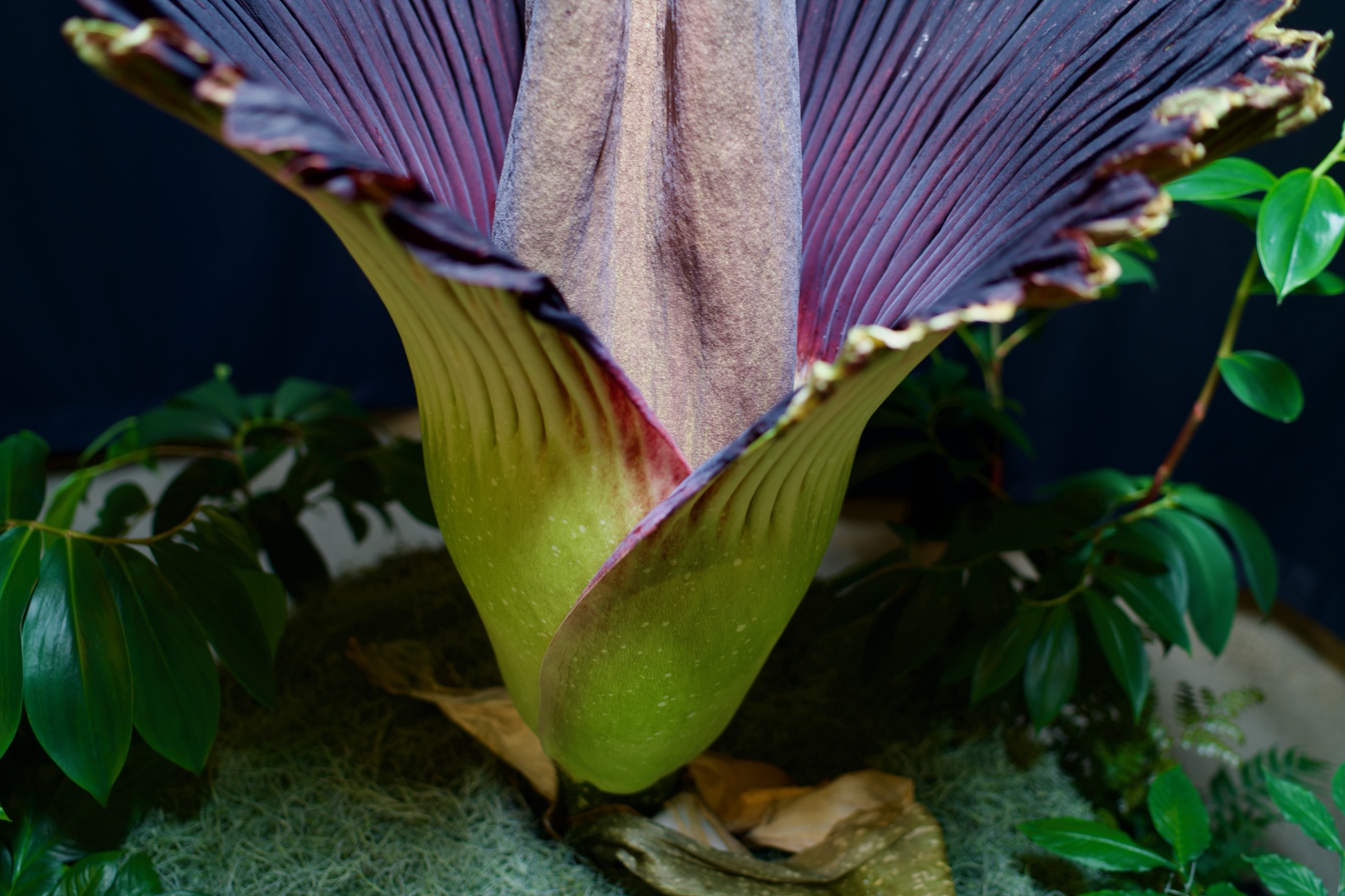 Corpse flower spathe