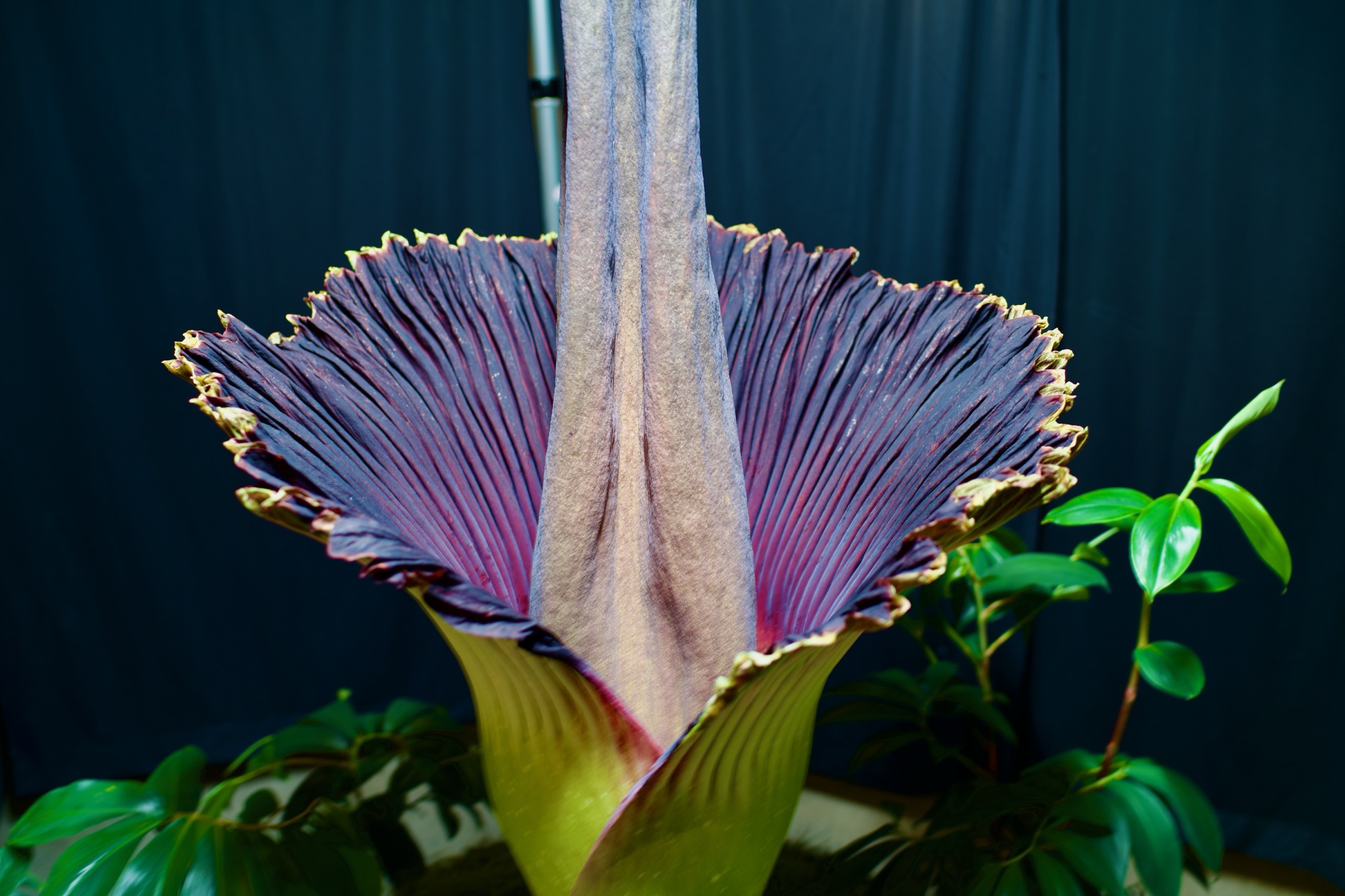 Corpse flower in full bloom