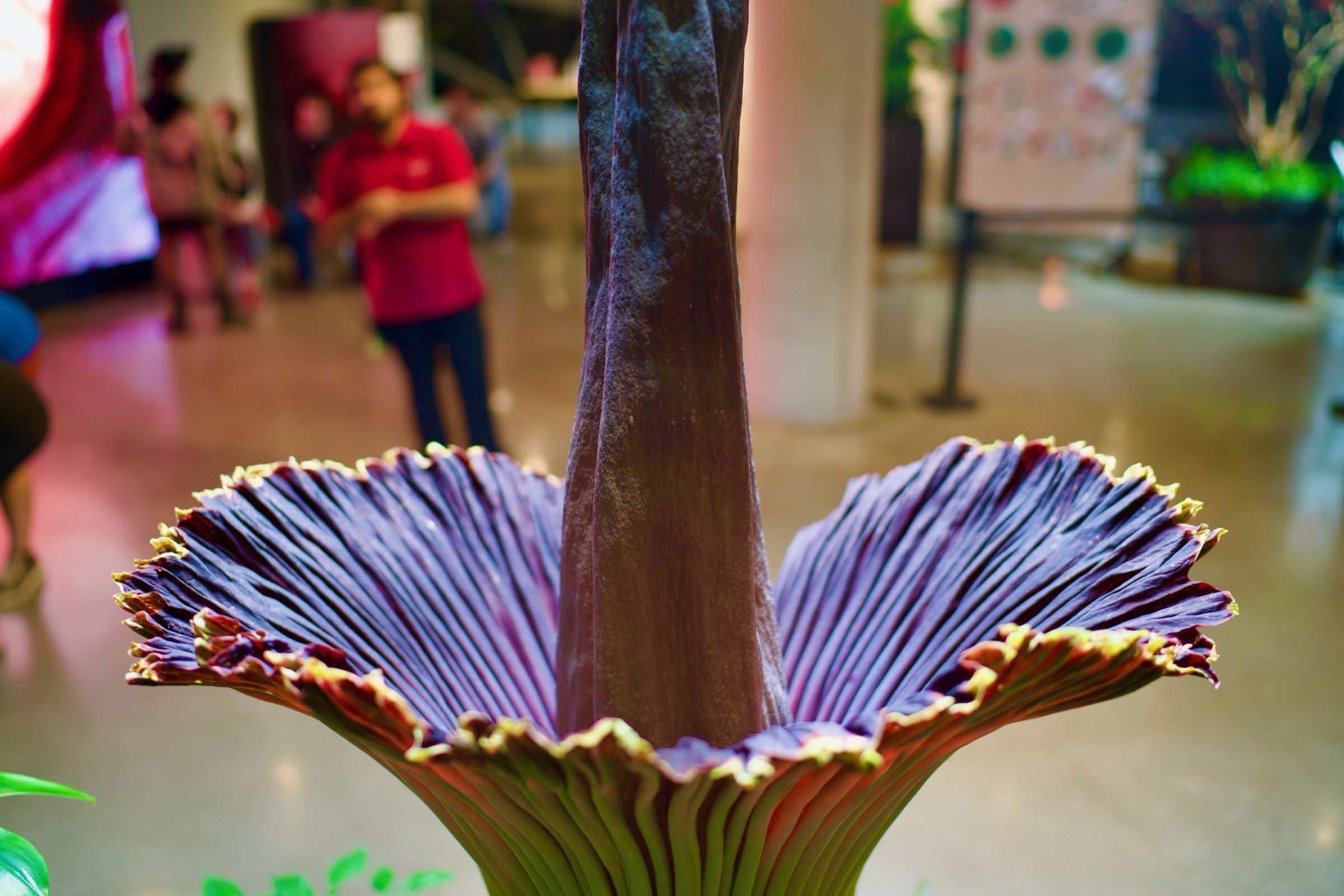Corpse flower spathe detail